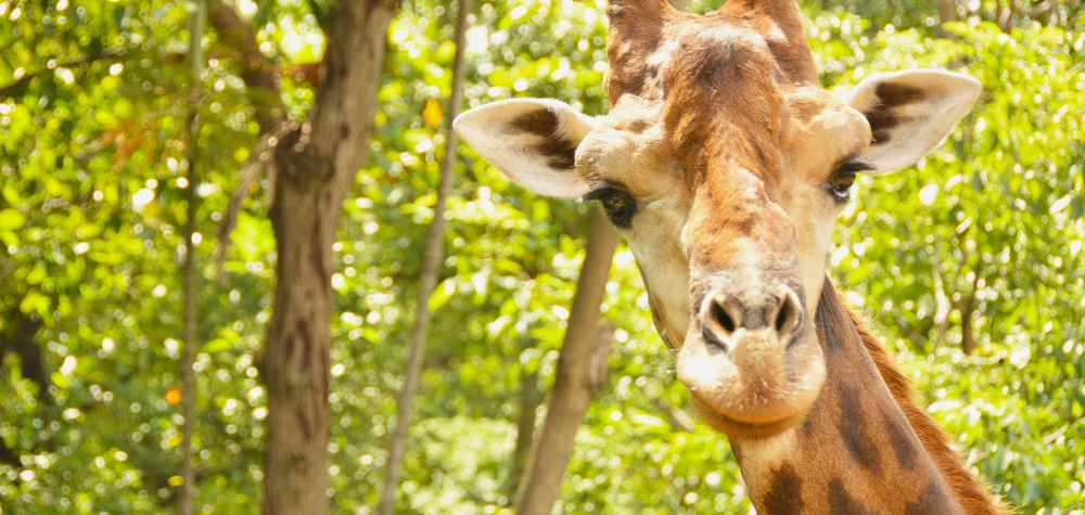 Visit a Zoo: Explore the Fascinating World of Animals